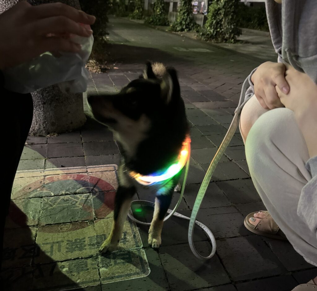 かわいい🐶